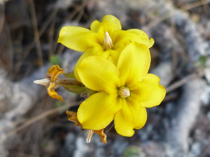 Pachypodium densiflorum