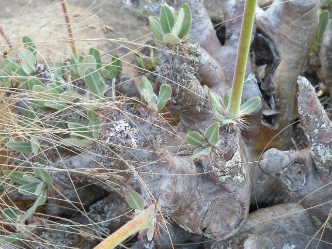 Pachypodium densiflorum