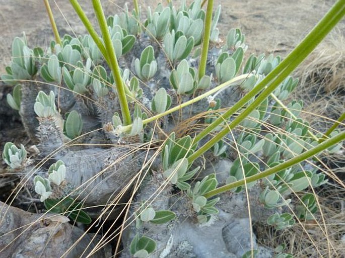 Pachypodium densiflorum