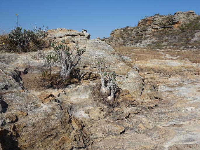 Pachypodium rosulatum