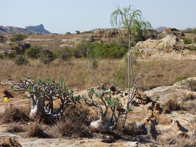 Pachypodium rosulatum