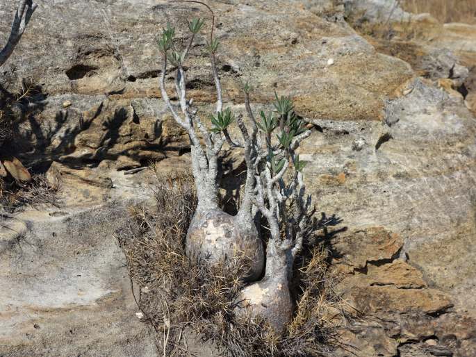 Pachypodium rosulatum