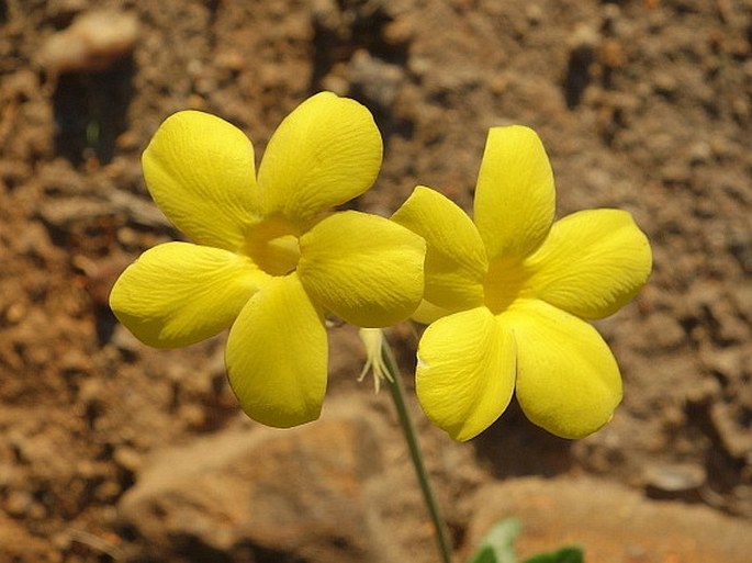 Pachypodium rosulatum