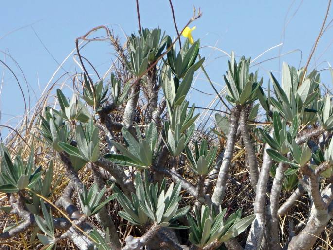 Pachypodium rosulatum