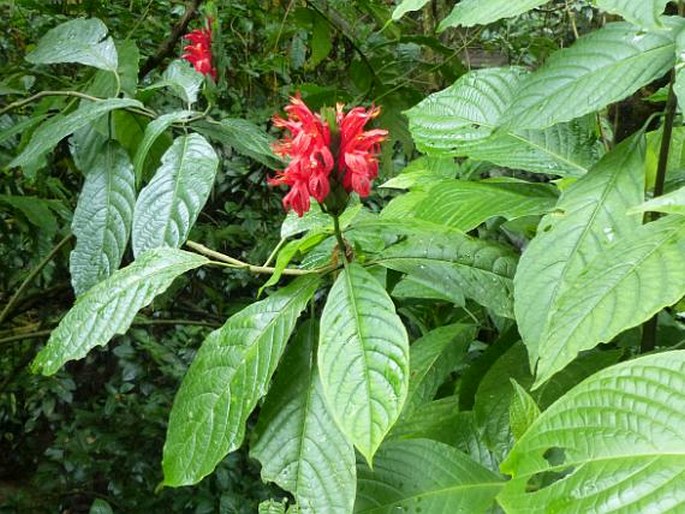 Pachystachys spicata