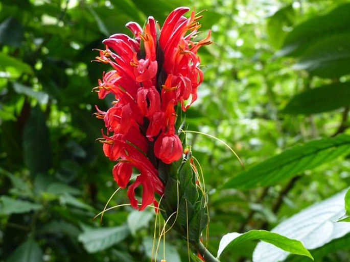 Pachystachys spicata