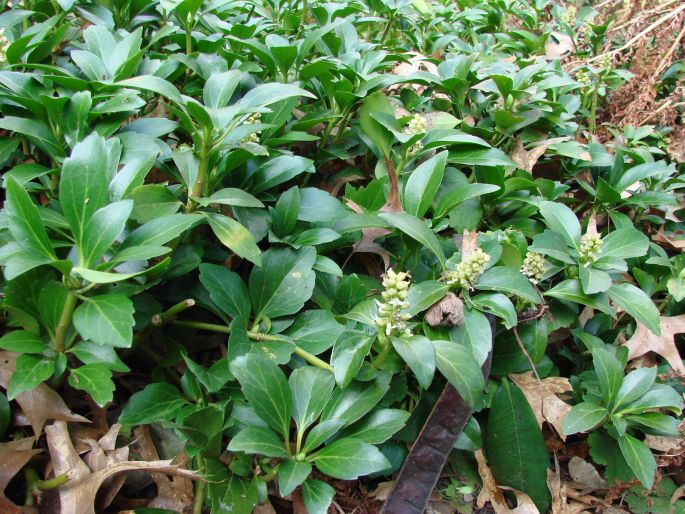 Pachysandra terminalis