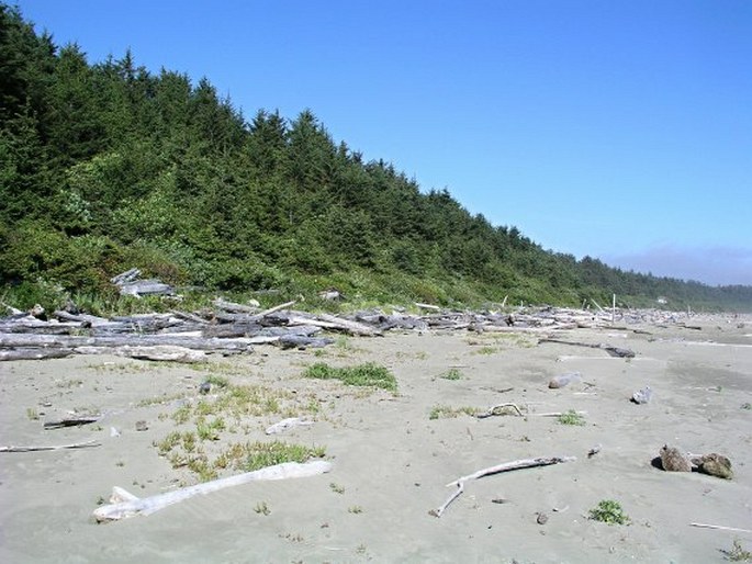 Pacific Rim National Park Reserve