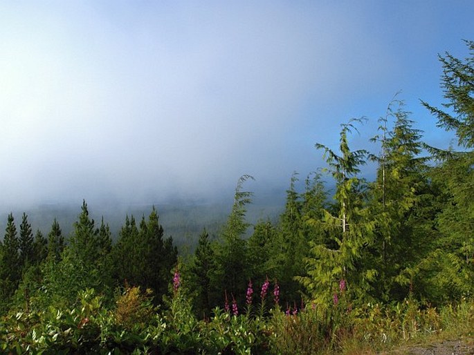 Pacific Rim National Park Reserve