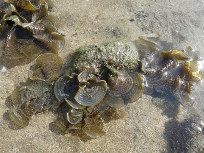 Padina boergesenii