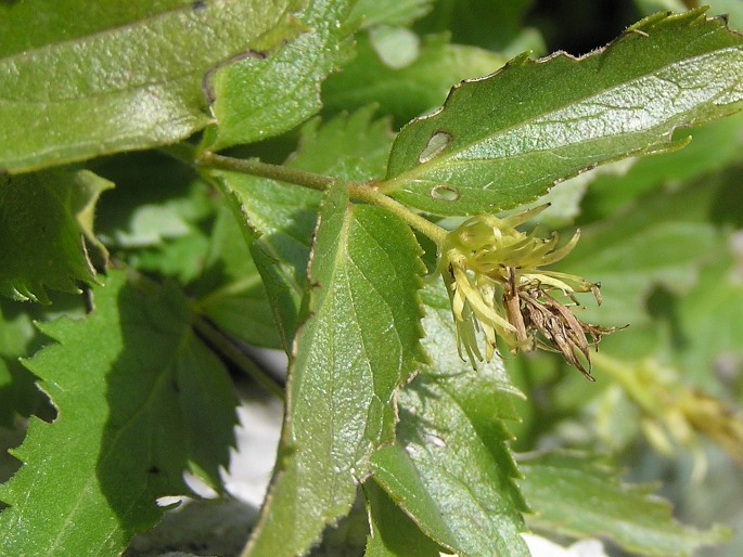 Paederota lutea