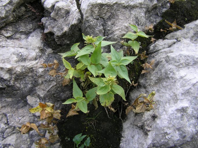 Paederota lutea