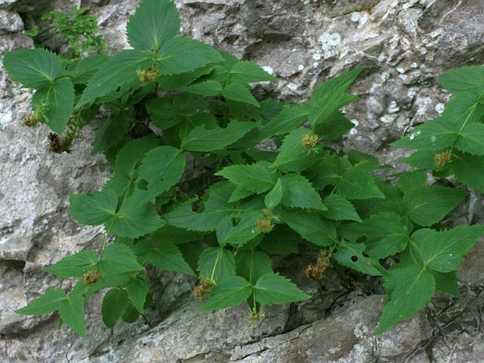 Paederota lutea