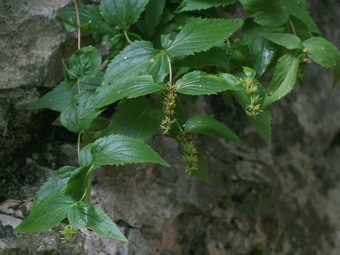 Paederota lutea