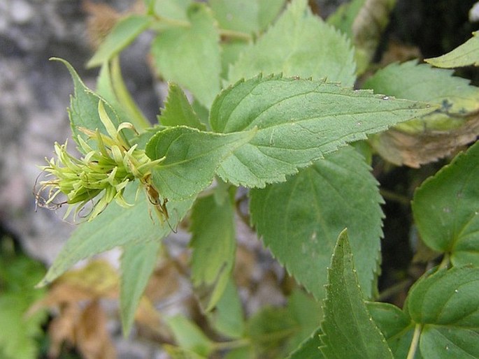 PAEDEROTA LUTEA Scop. – rozrazilec žlutý