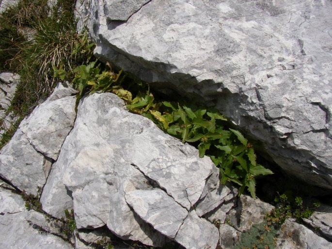 Paederota lutea