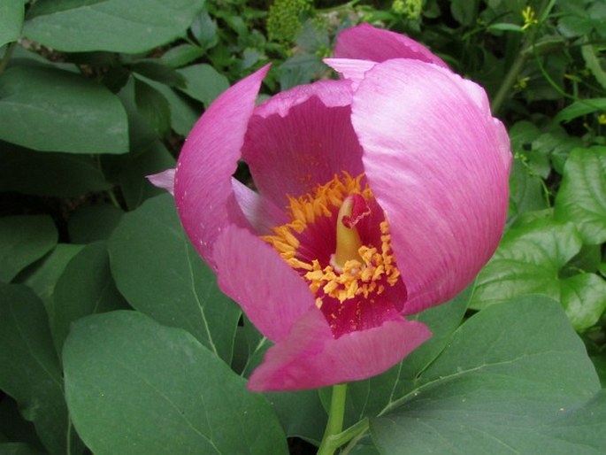 PAEONIA CORIACEA Boiss. – pivoňka koželužská / pivonka