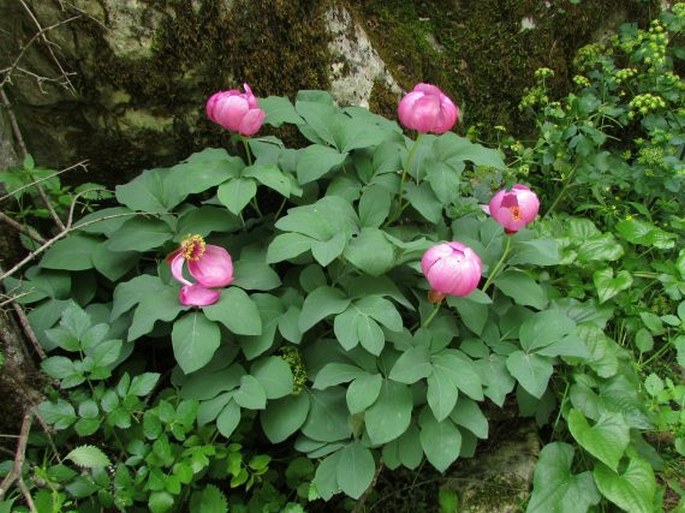 Paeonia coriacea