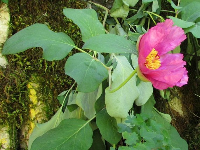 Paeonia coriacea