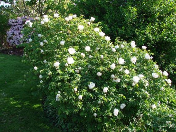 Paeonia rockii