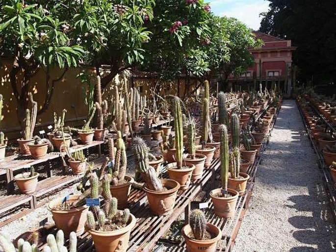 Orto Botanico di Palermo