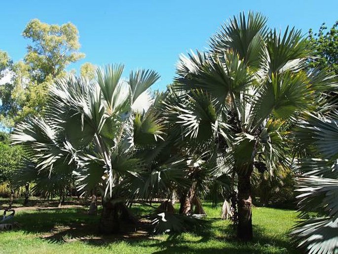 Orto Botanico di Palermo