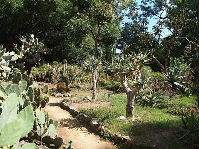 Orto Botanico di Palermo