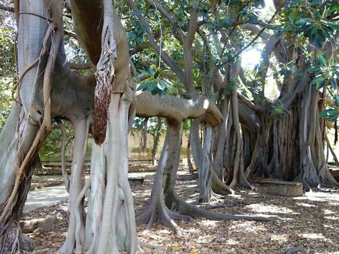 Orto Botanico di Palermo