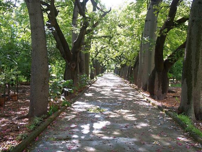 Orto Botanico di Palermo