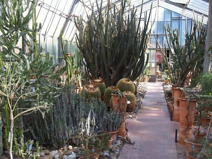 Orto Botanico di Palermo