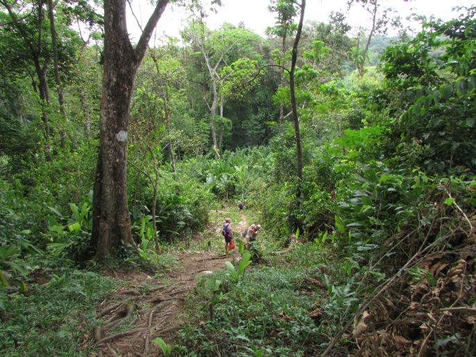 Palicourea guianensis