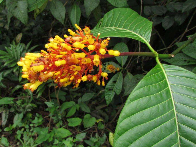 Palicourea guianensis