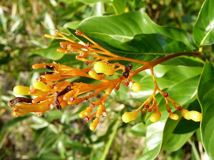 Palicourea croceoides