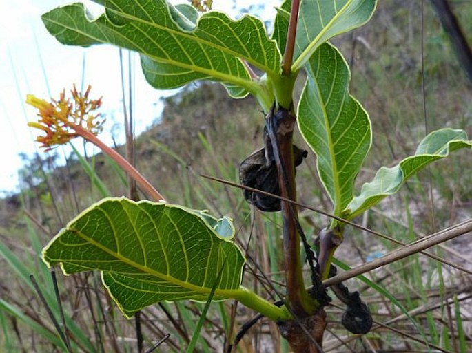 Palicourea rigida