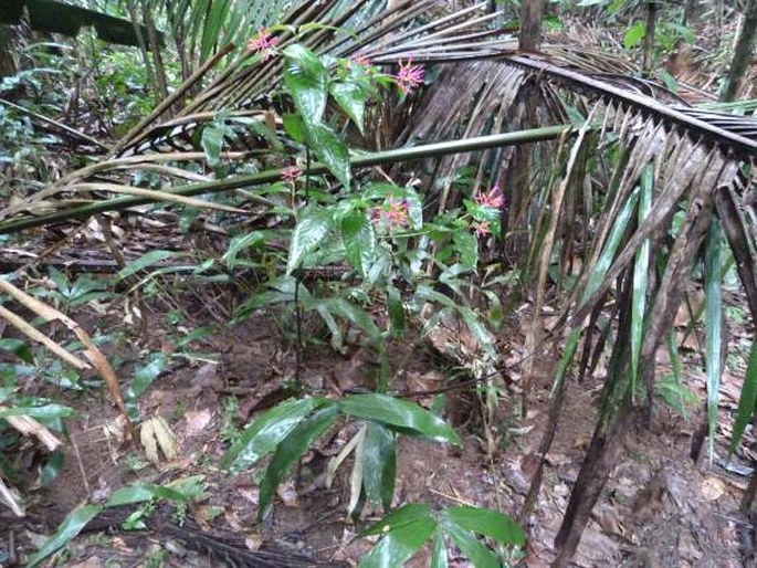 Palicourea longiflora