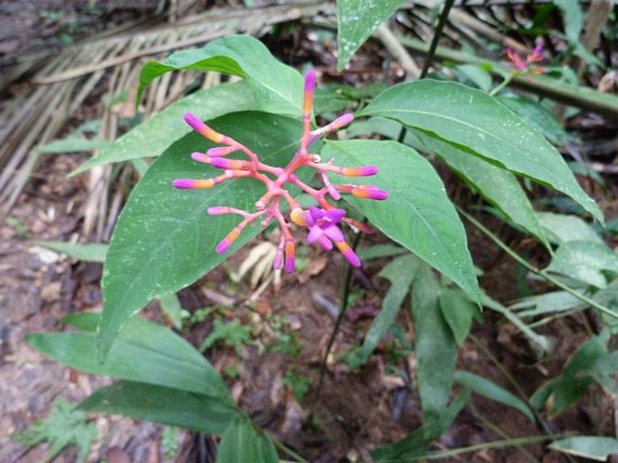 Palicourea longiflora