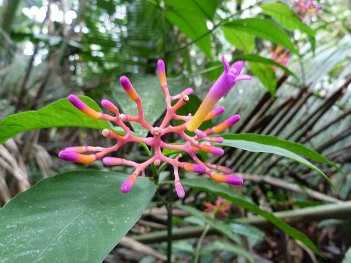 Palicourea longiflora