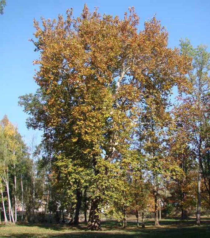 Platan u havířského kostelíka v Poděbradech