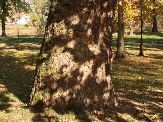 Platan u havířského kostela v Poděbradech