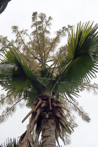 Sir Seewoosagur Ramgoolam Botanic Garden