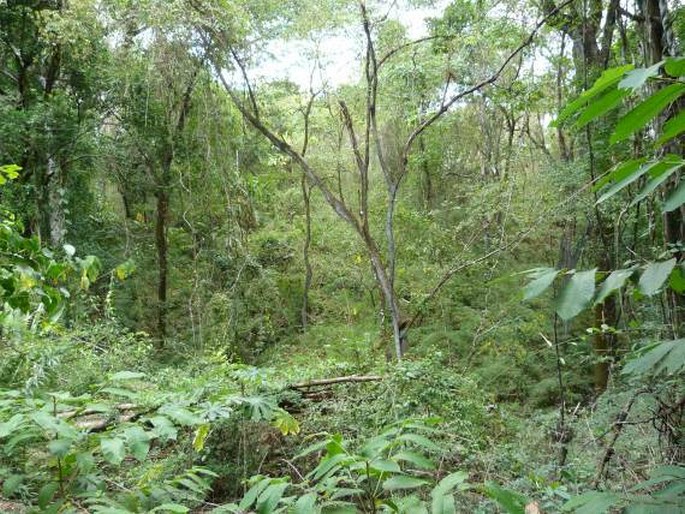 El Parque Natural Metropolitano, Panama