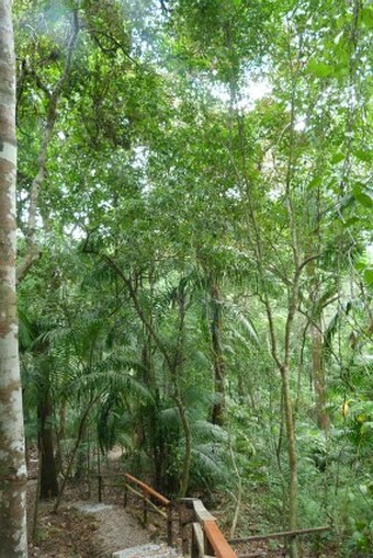 El Parque Natural Metropolitano, Panama