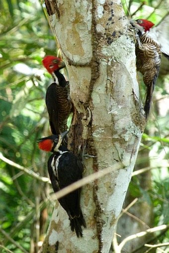 El Parque Natural Metropolitano, Panama