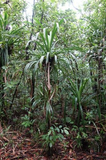 Pandanus aimiriikensis