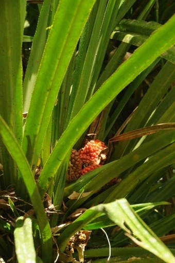 Pandanus aimiriikensis