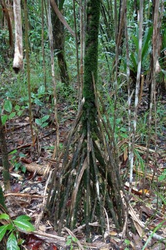 Pandanus aimiriikensis