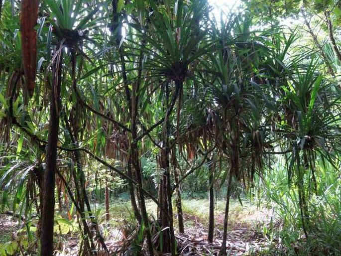 Pandanus aimiriikensis