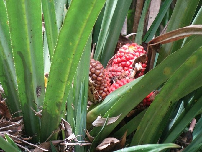 Pandanus aimiriikensis