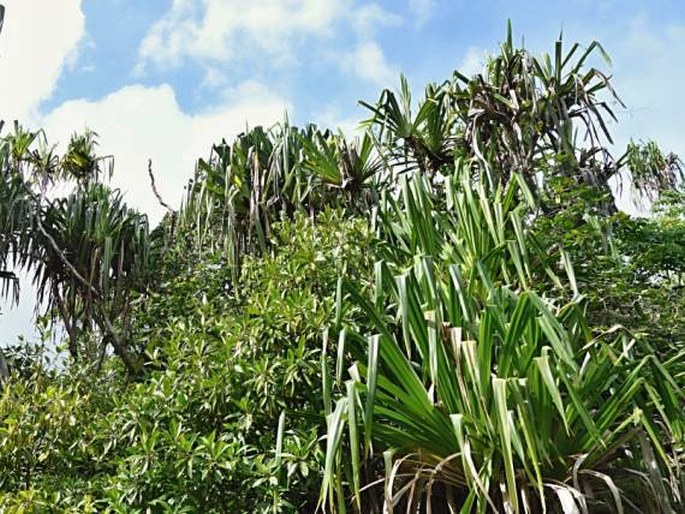 Pandanus kanehirae