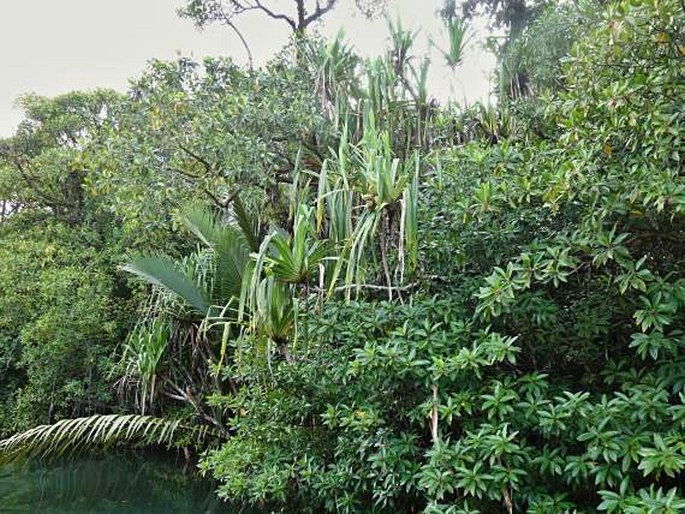 Pandanus kanehirae